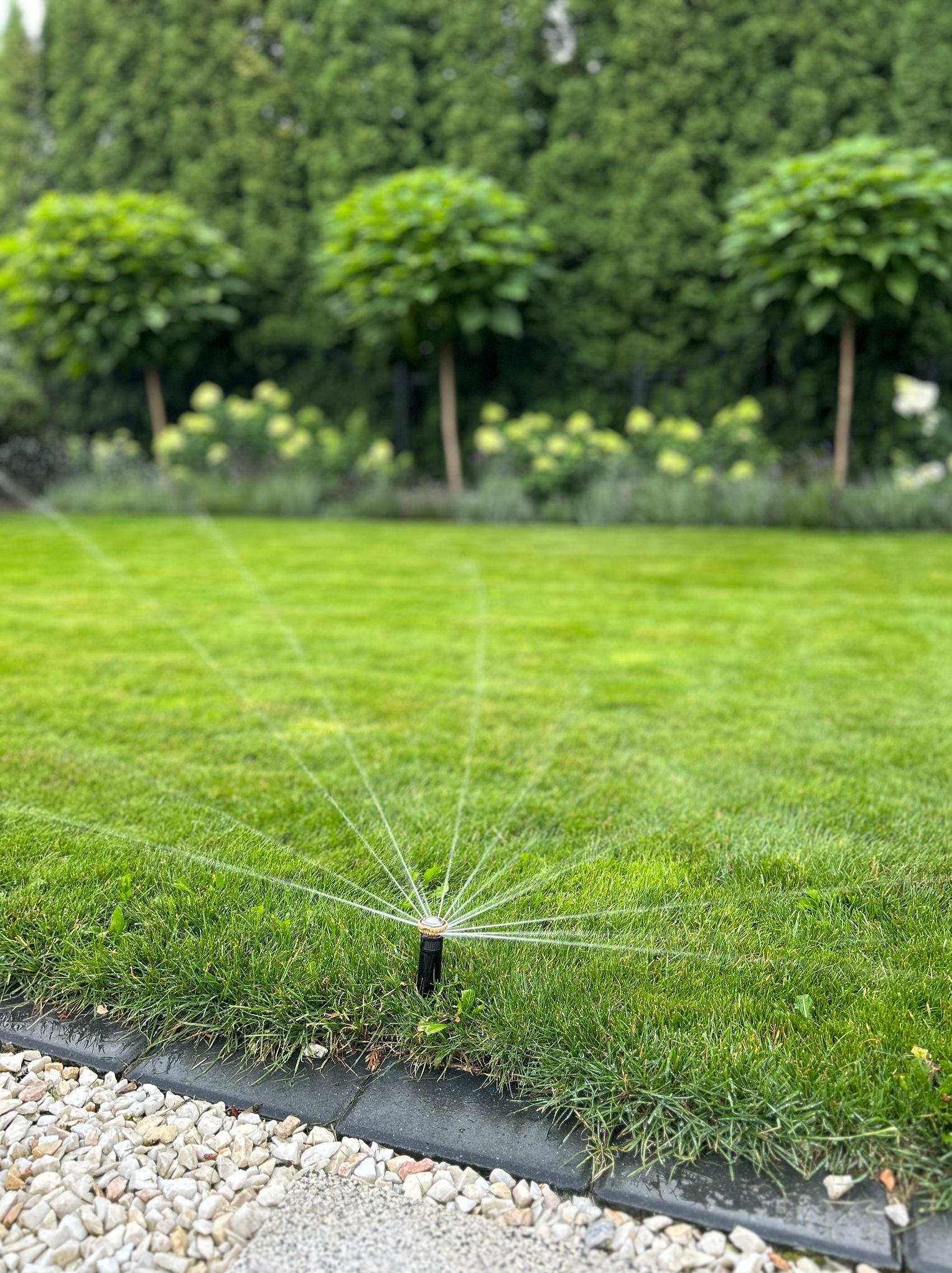 Zraszacz automatyczny nawadnia równomiernie zielony trawnik, w tle ozdobne drzewa i krzewy kwitnące na biało, obrzeże trawnika wykończone kamieniami.