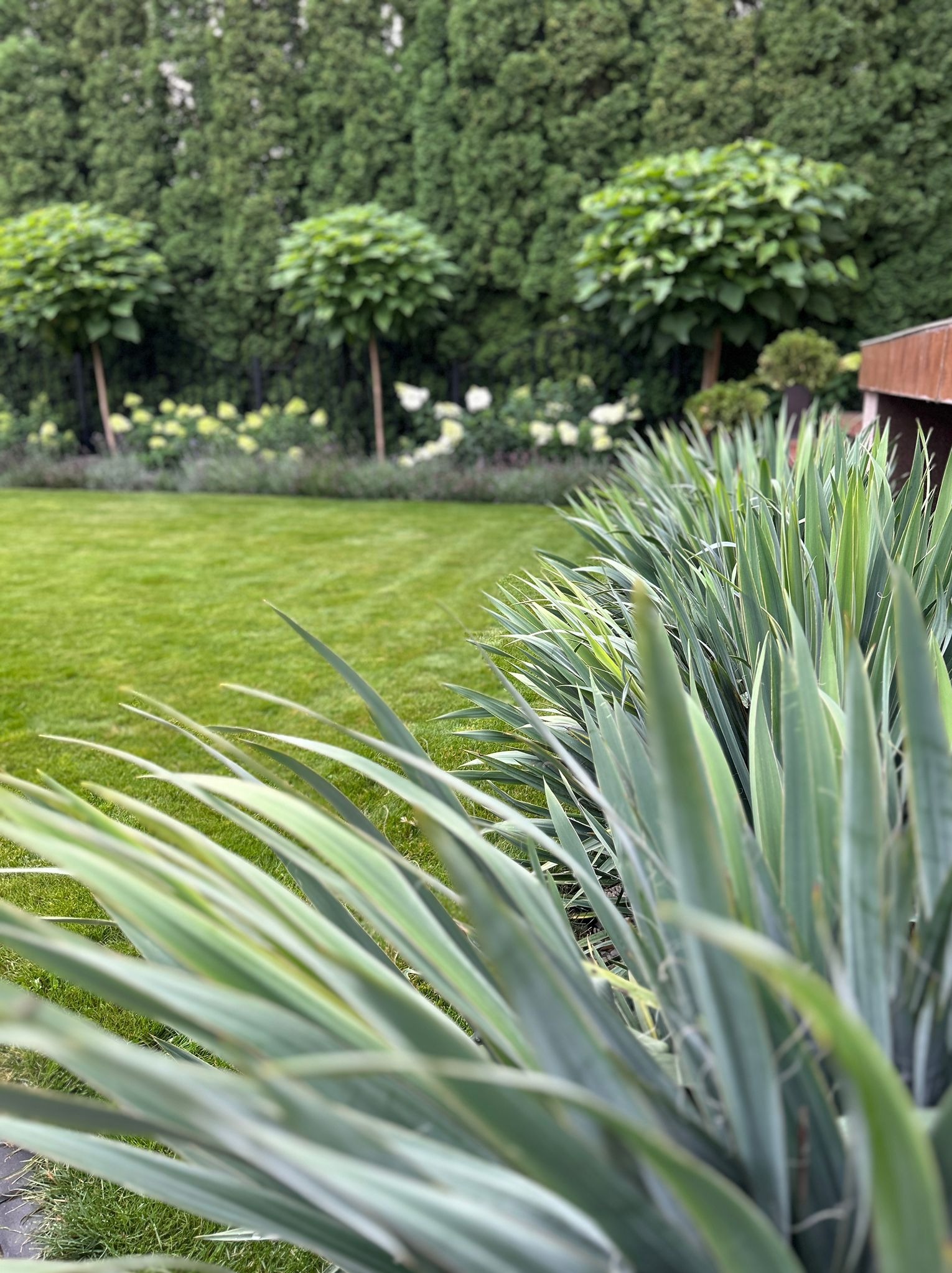 Starannie utrzymany trawnik z ozdobnymi drzewami o kulistych koronach w tle oraz nasadzeniami z roślin o długich, szpiczastych liściach na pierwszym planie.