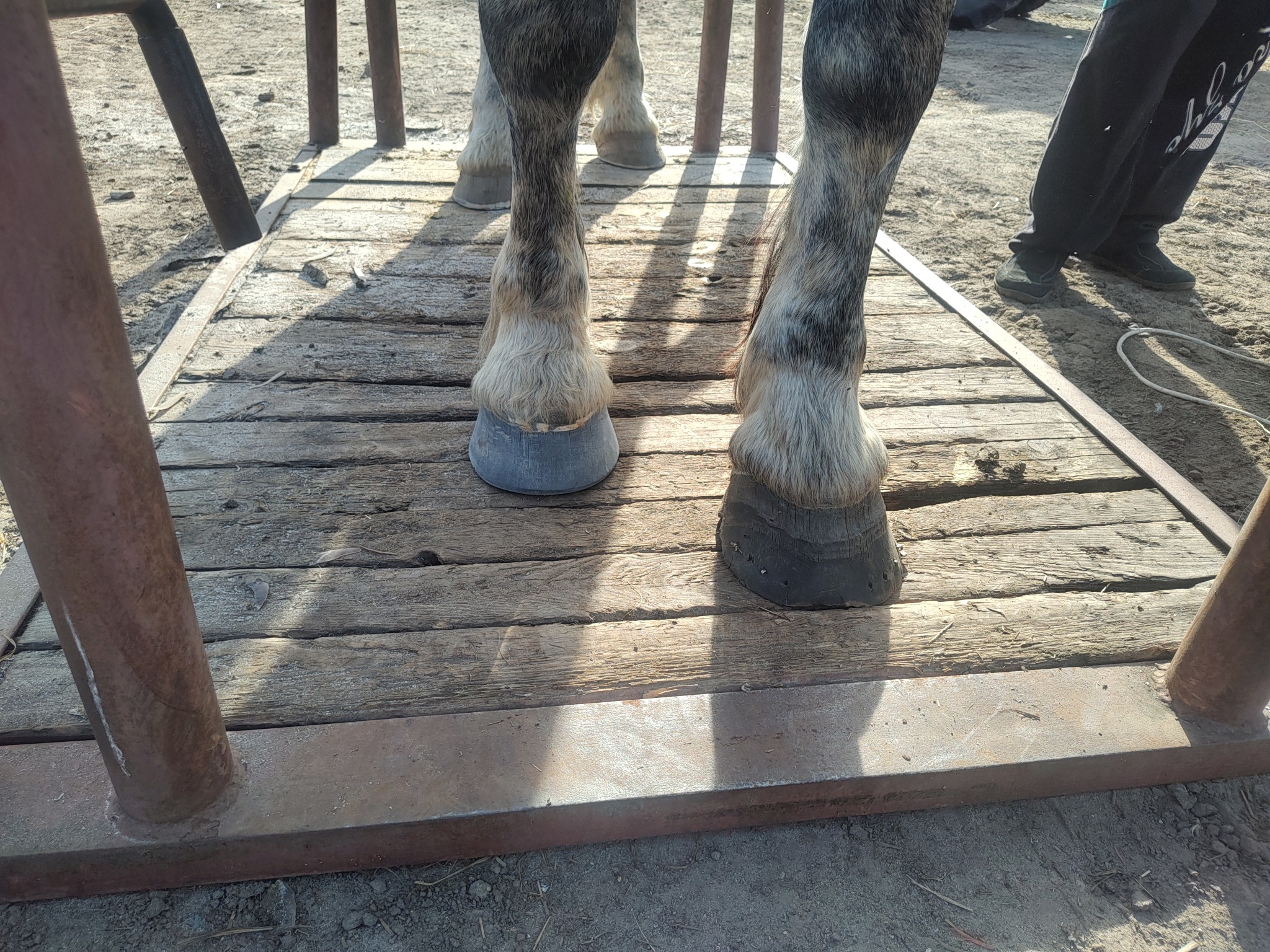 Kopyta konia stojącego na drewnianej platformie z metalową konstrukcją, jedno kopyto z założonym ochraniaczem, widoczne nogi osoby w tle.