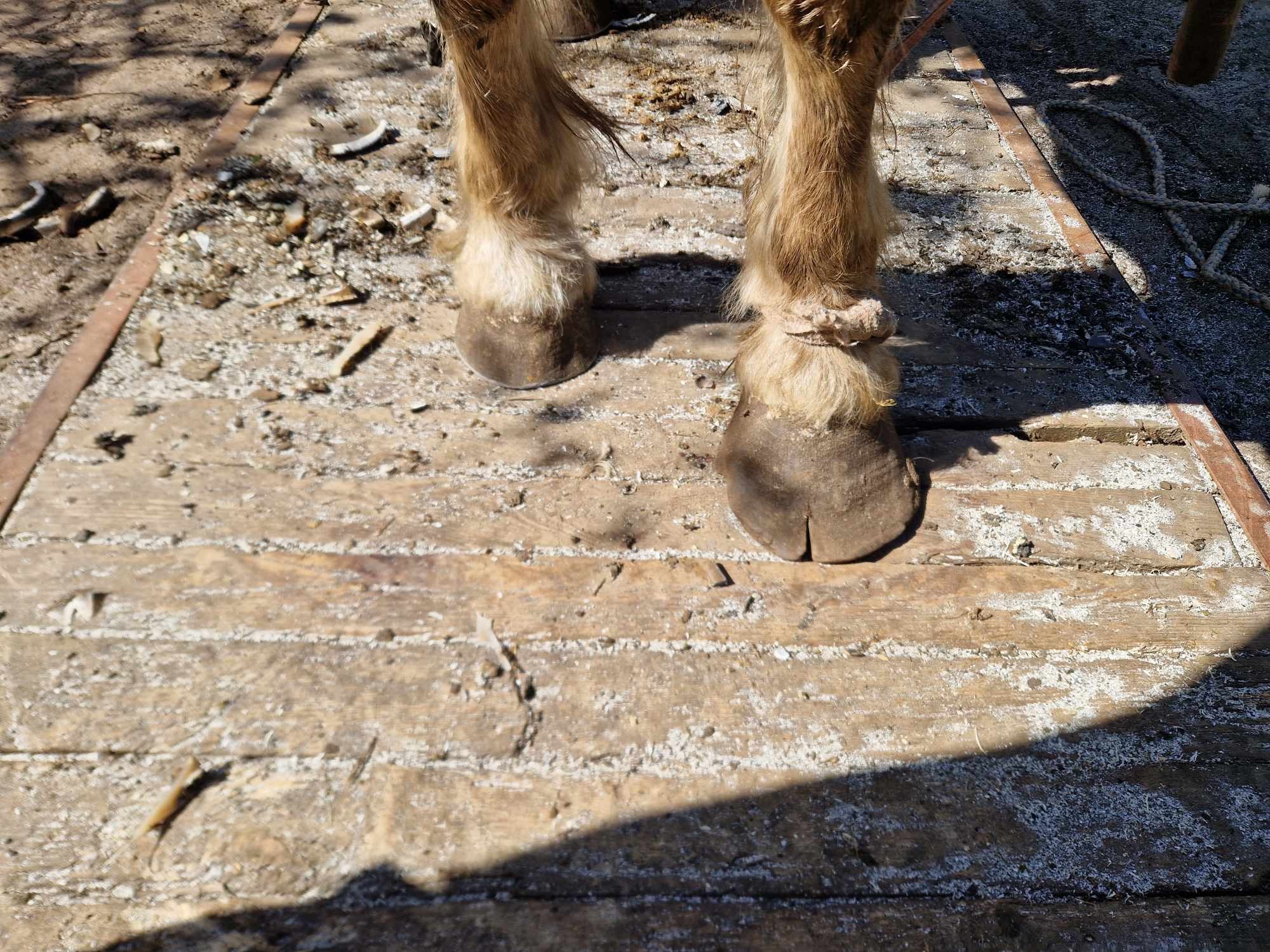 Kopyta konia z sierścią na drewnianej platformie, widoczne ślady po obróbce, fragment liny w tle.