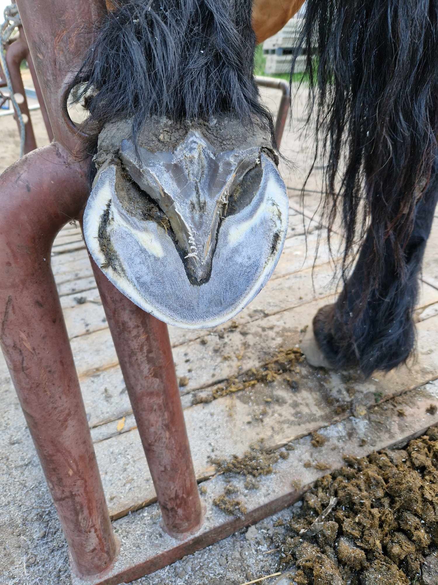 Przycięte kopyto konia rasy fryzyjskiej, widok od spodu, na drewnianym podłożu z resztkami ściółki; widoczne czarne włosie i fragment nogi zwierzęcia.