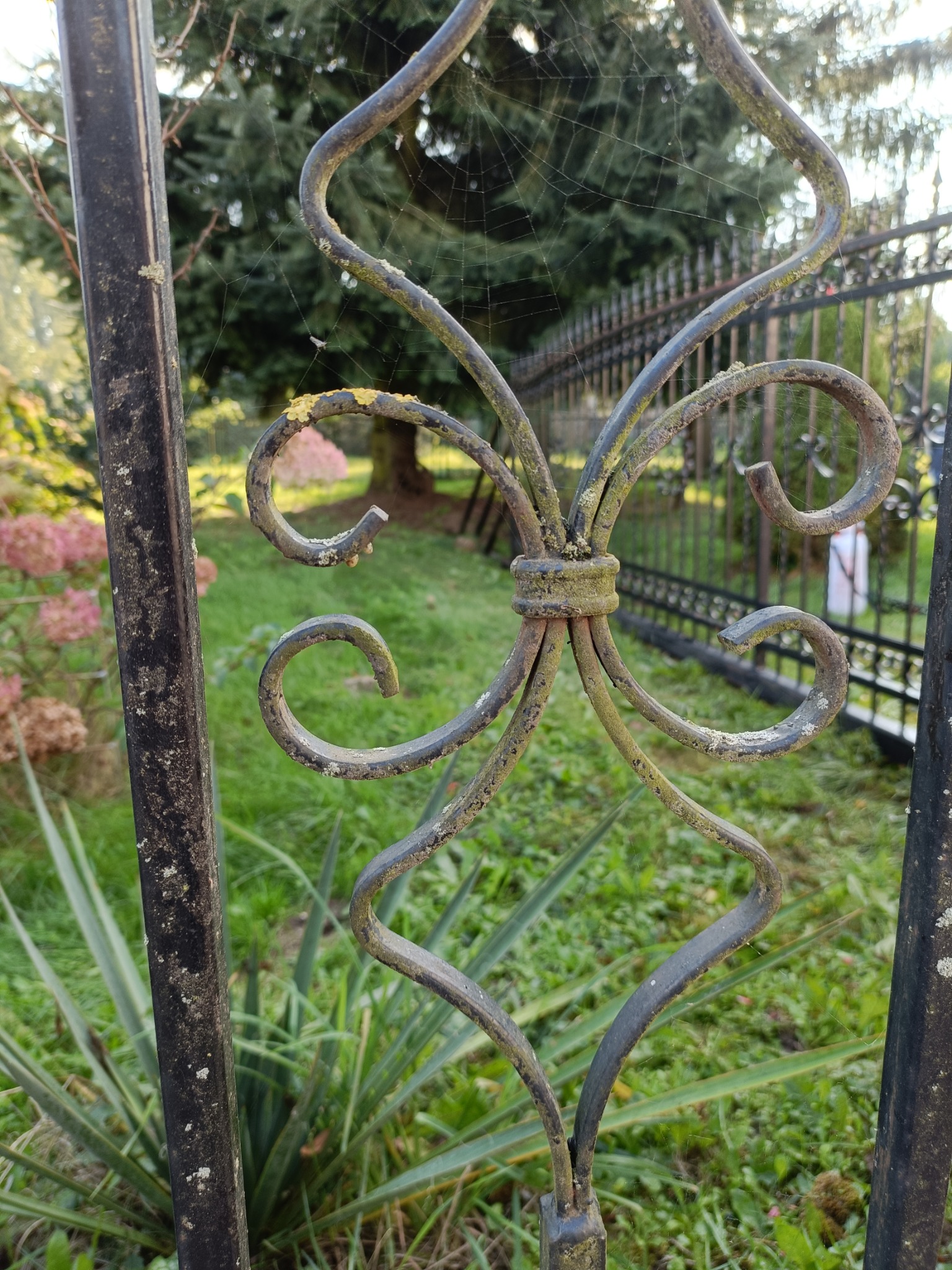 Zardzewiały, ozdobny fragment metalowego ogrodzenia z pajęczyną, na tle zieleni i różowych kwiatów.
