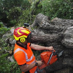 Polska Flora Sp. z.o.o - Arborysta w kasku z kamerą GoPro tnie piłą spalinową gruby pień powalonego drzewa w otoczeniu zieleni.