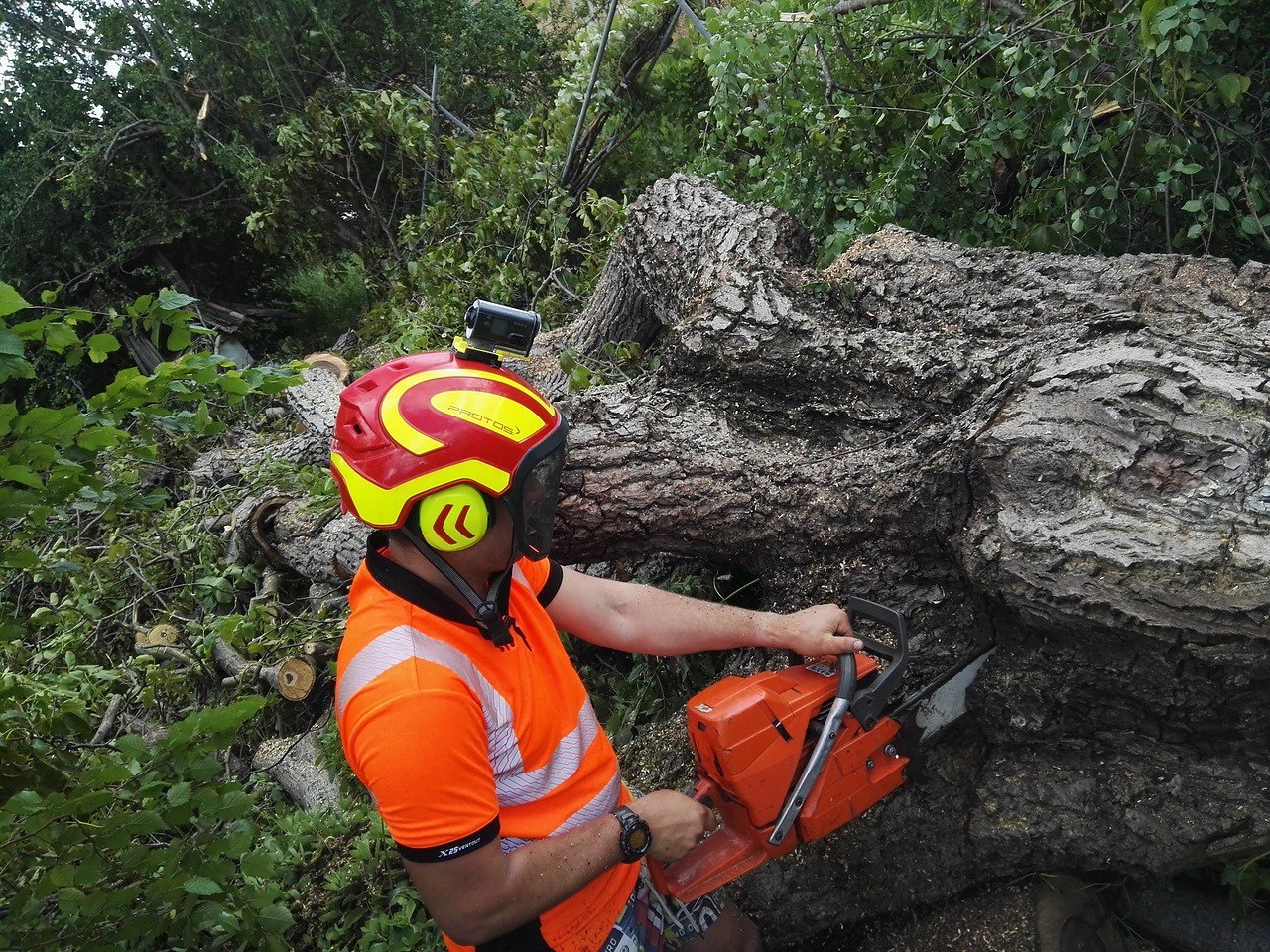 Arborysta w kasku z kamerą GoPro tnie piłą spalinową gruby pień powalonego drzewa w otoczeniu zieleni.