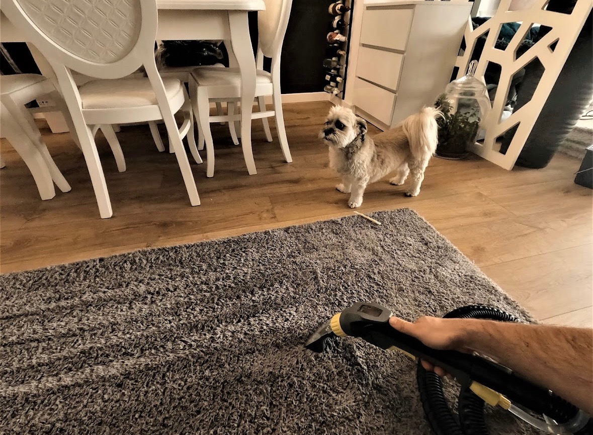 Czyszczenie szarego dywanu metodą ekstrakcyjną w salonie, w tle białe meble i pies rasy Shih Tzu.