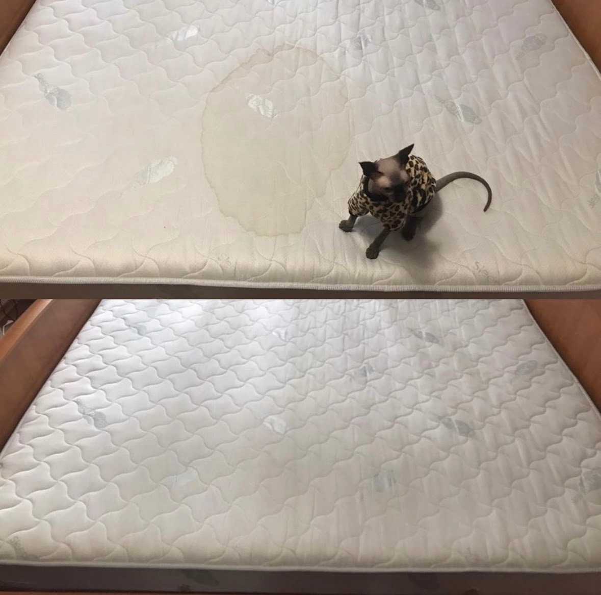 Porównanie materaca przed i po czyszczeniu, z kotem rasy sfinks w ubranku w panterkę stojącym na brudnej części