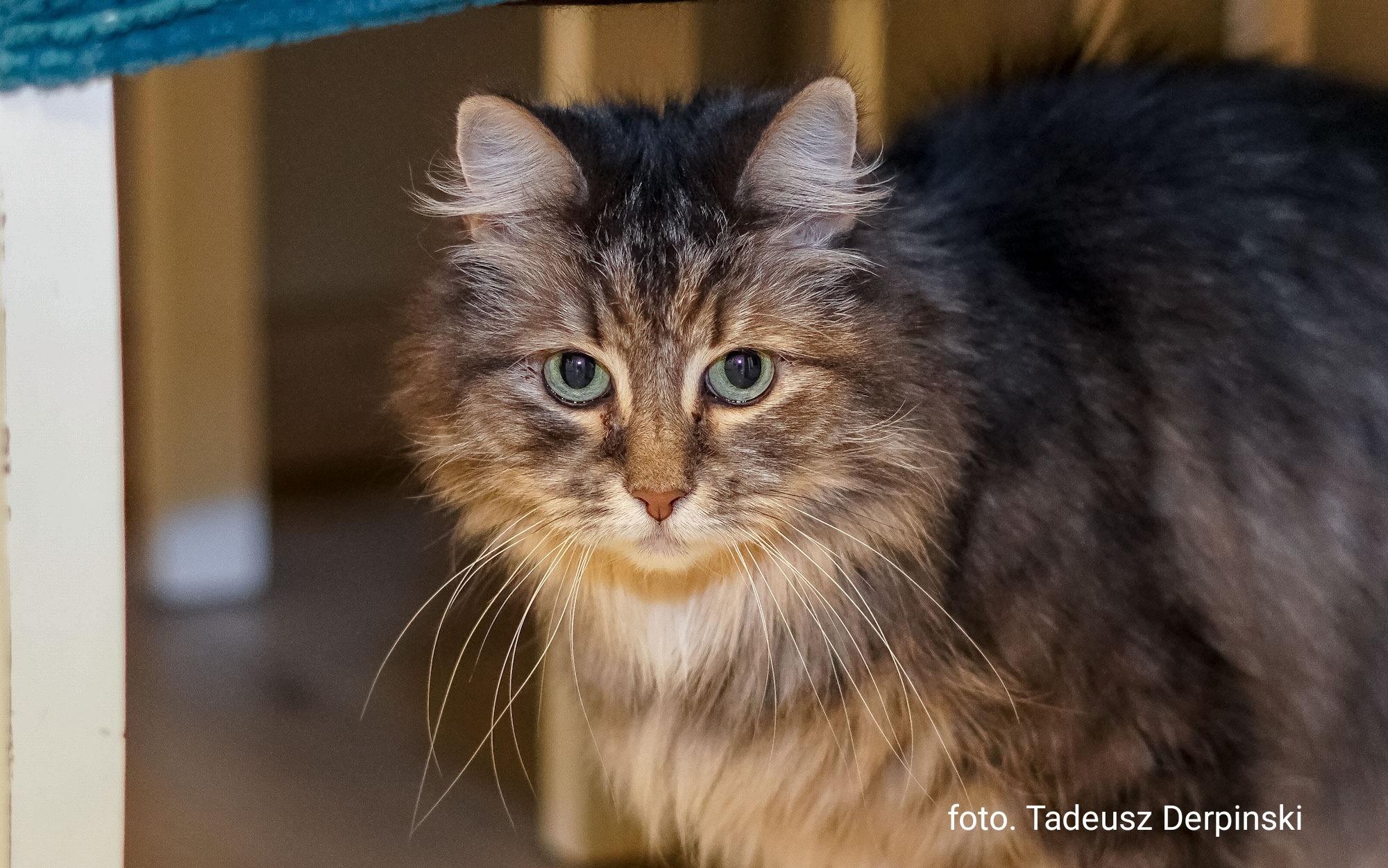 Portret puchatego kota syberyjskiego z zielonymi oczami, sfotografowanego z bliska, z widocznym podpisem fotografa w prawym dolnym rogu.