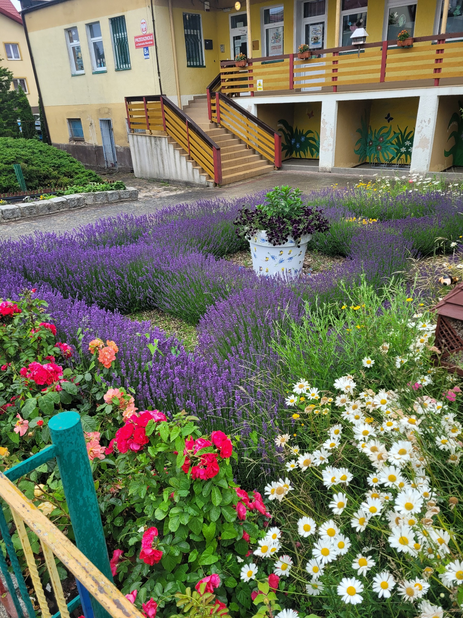 Kwitnący ogród z lawendą, różami i stokrotkami przed budynkiem przedszkola z pomalowanymi ścianami i schodami.