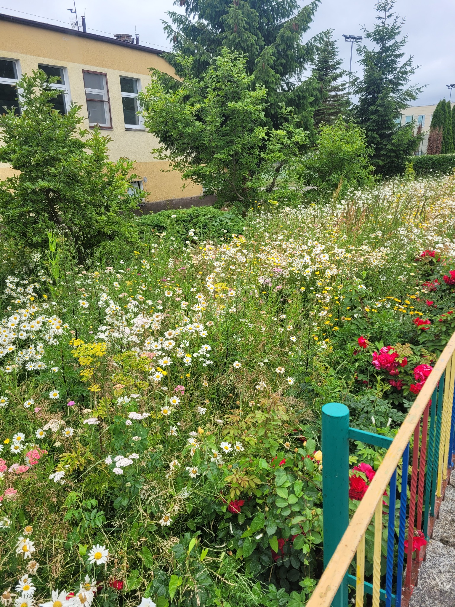 Bujny ogród z różnorodnymi polnymi kwiatami, w tym stokrotkami i różami, przylegający do budynku z żółtą elewacją, oddzielony kolorową barierką.