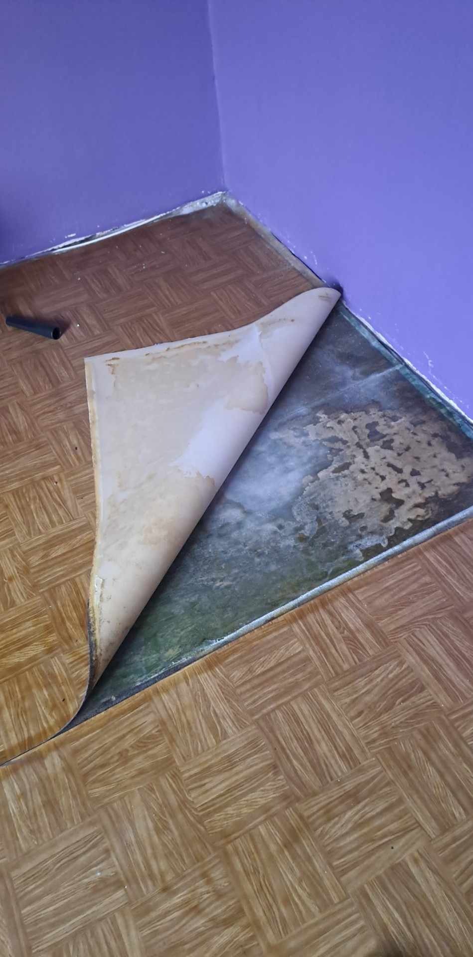 Zrywanie starej, wilgotnej podłogi z wzorem parkietu w rogu pokoju z fioletowymi ścianami. Widoczne ślady wilgoci i pleśni pod spodem.