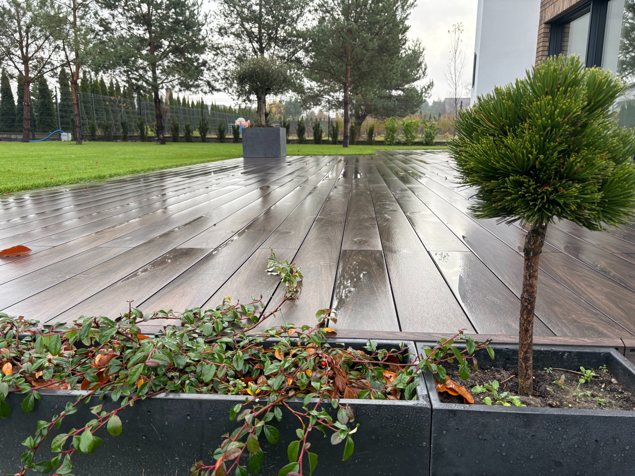 Mokry, brązowy taras z desek z roślinami w betonowych donicach, w tle trawnik i drzewa, widok z bliska.