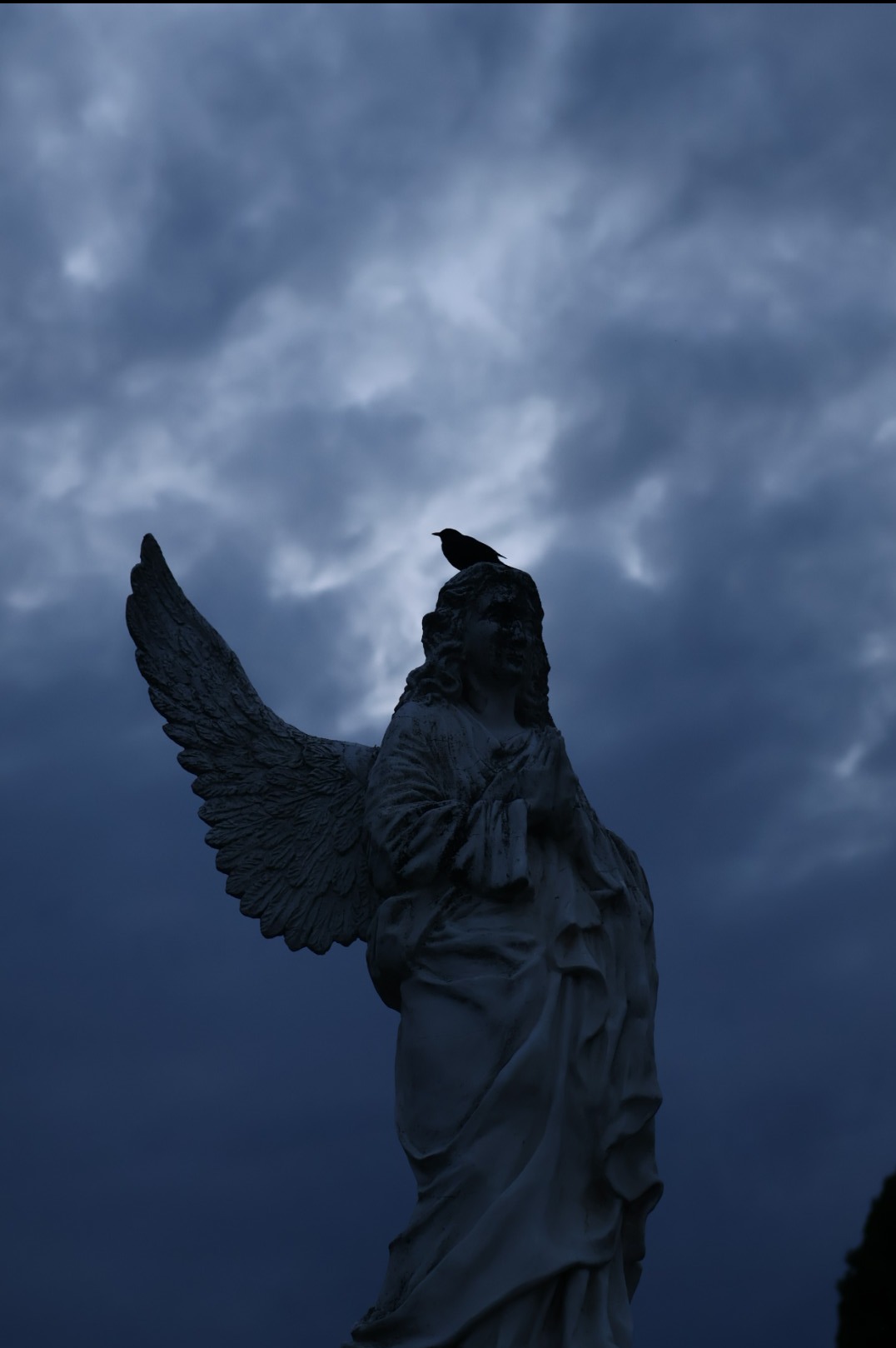Statua anioła z rozłożonymi skrzydłami, na której głowie siedzi mały ptak, na tle pochmurnego, ciemnego nieba.
