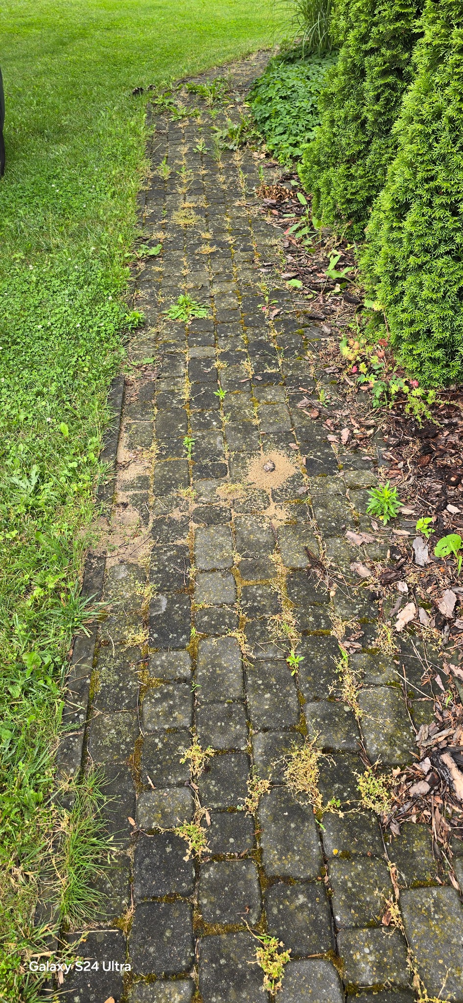 Zarośnięta kostka brukowa z mchem i chwastami, widoczne trawa i tuje w tle, ślady piasku na powierzchni kostki.