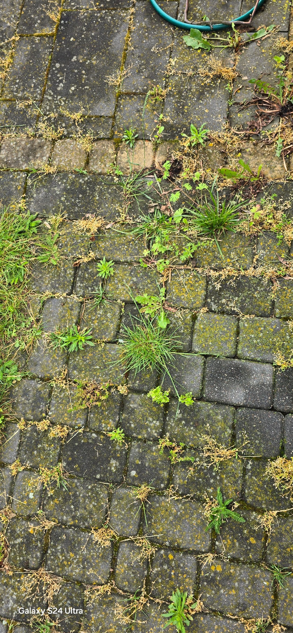 Zarośnięta kostka brukowa z mchem i chwastami, widok z góry, zielony wąż ogrodowy w tle.