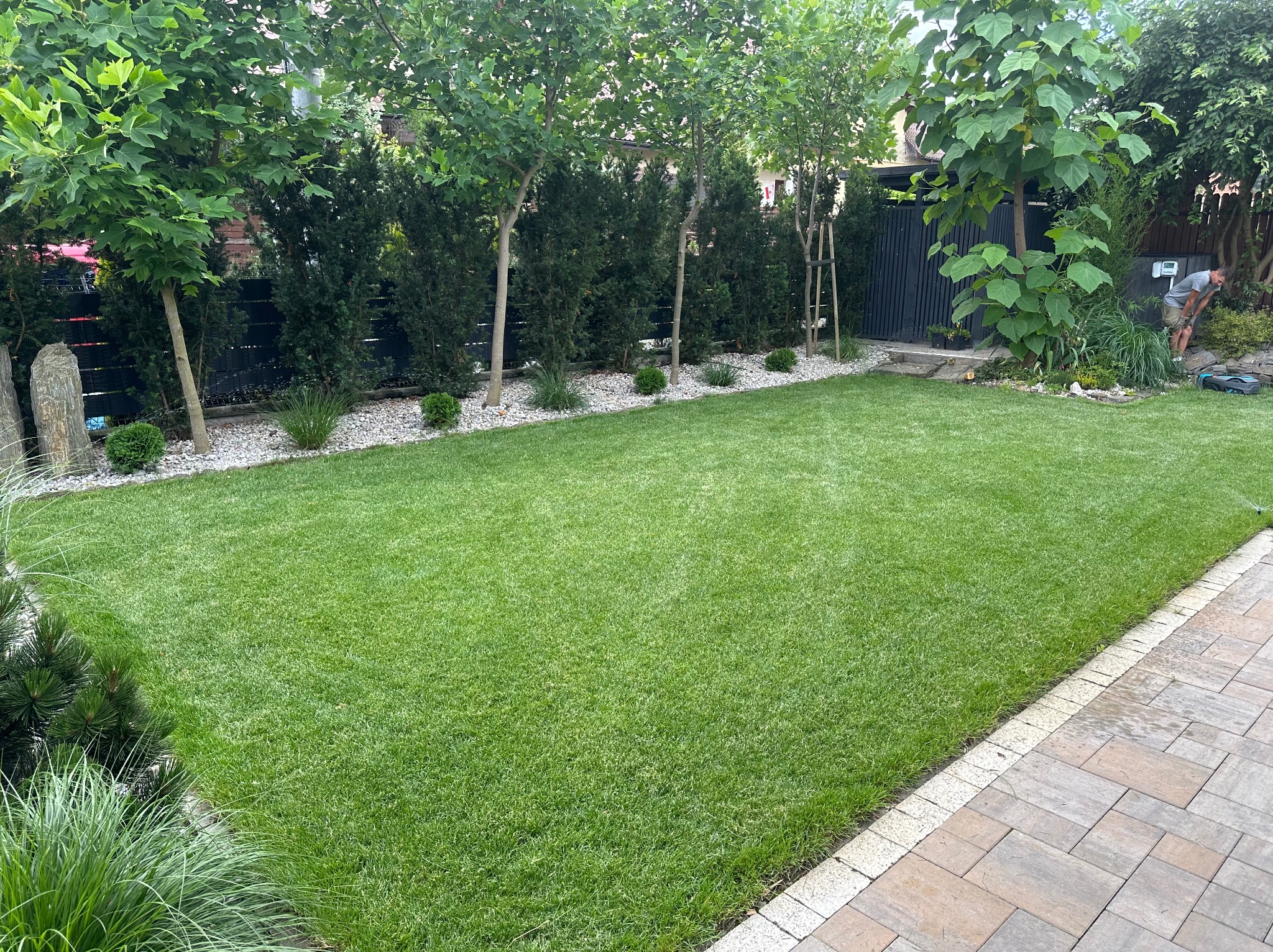 Świeżo założony trawnik z rolki, otoczony ozdobnymi drzewami i krzewami, z robotem koszącym w tle.