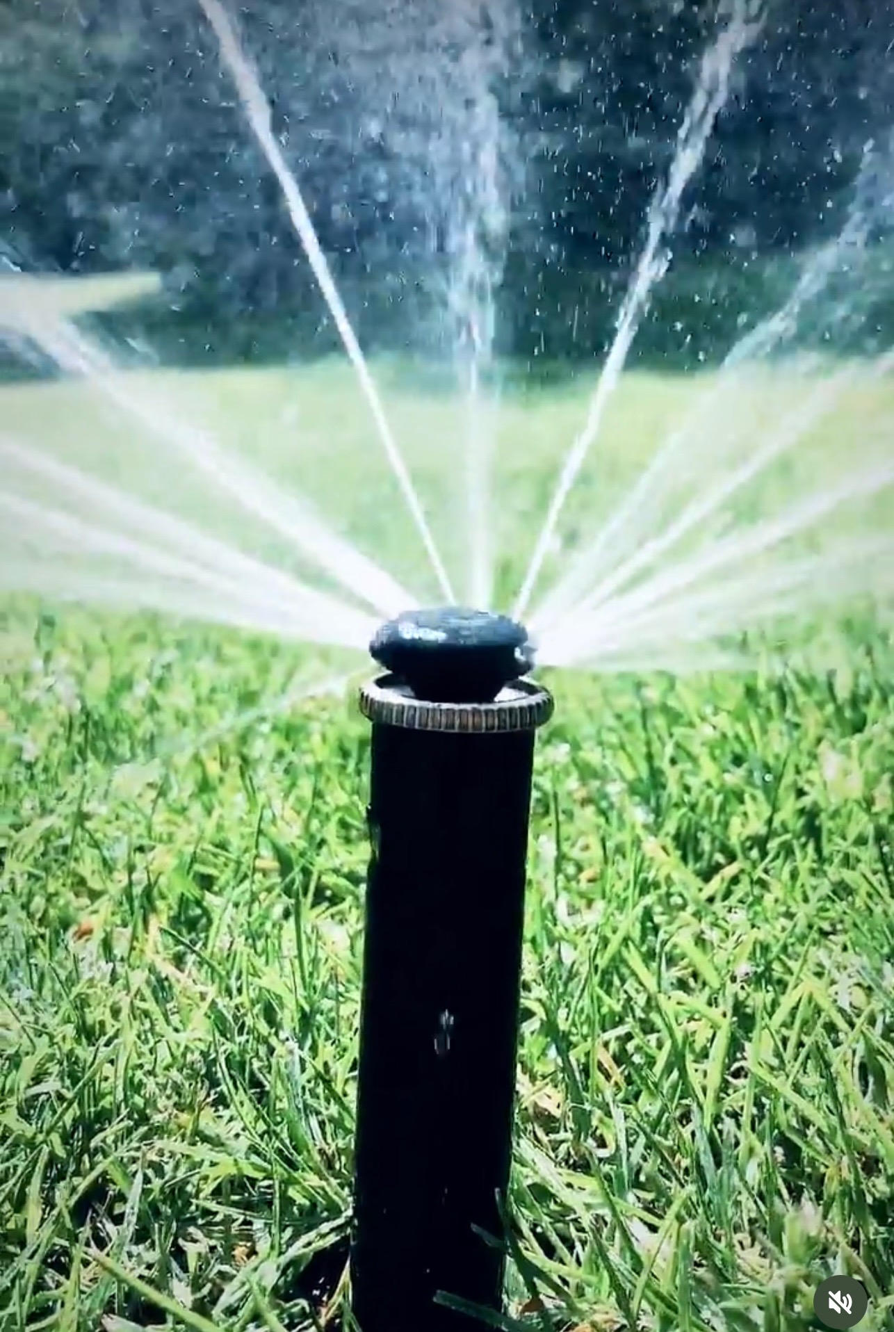 Automatyczny zraszacz trawnikowy w akcji, rozpylający wodę na soczystą zieleń trawy. Widoczne krople wody w powietrzu i dysza zraszająca.