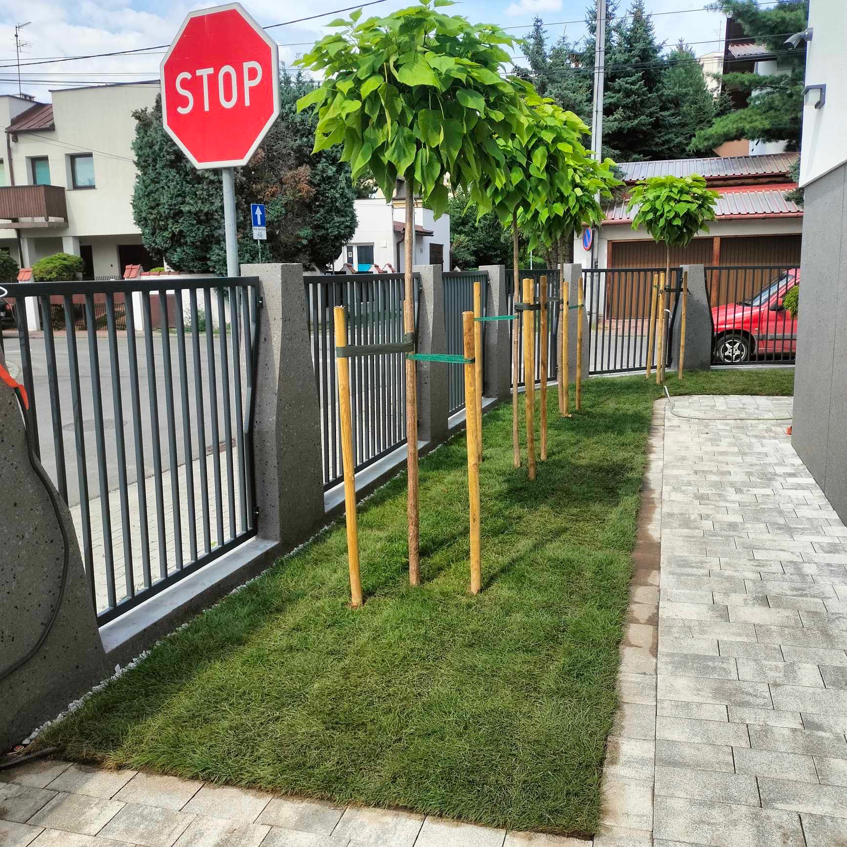Świeżo posadzony szpaler kulistych drzew z podparciem w Kocmyrzowie, widok na trawnik z rolki, ogrodzenie posesji i chodnik z kostki brukowej.