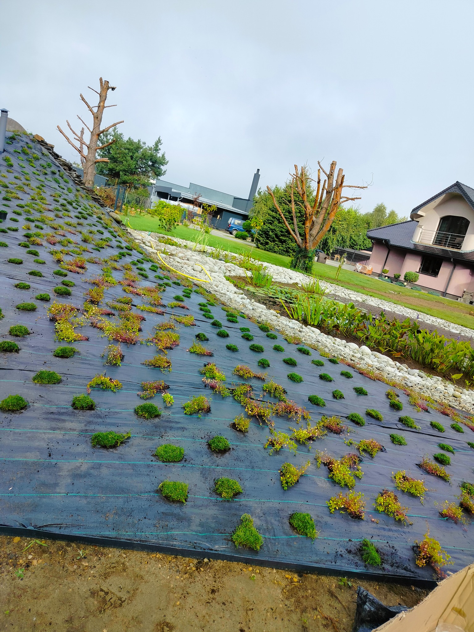 Skarpa pokryta czarną agrowłókniną z nasadzonymi rozsadami zielonych i czerwonych roślin, w tle ogród z białymi kamieniami, stawem i domem.
