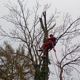 Arbormario - Pierwszorzędny Alpinizm Przemysłowy Przemyśl