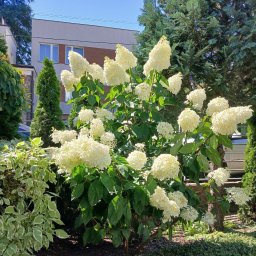 Pielęgnacja ogrodów Pruszcz Gdański 1