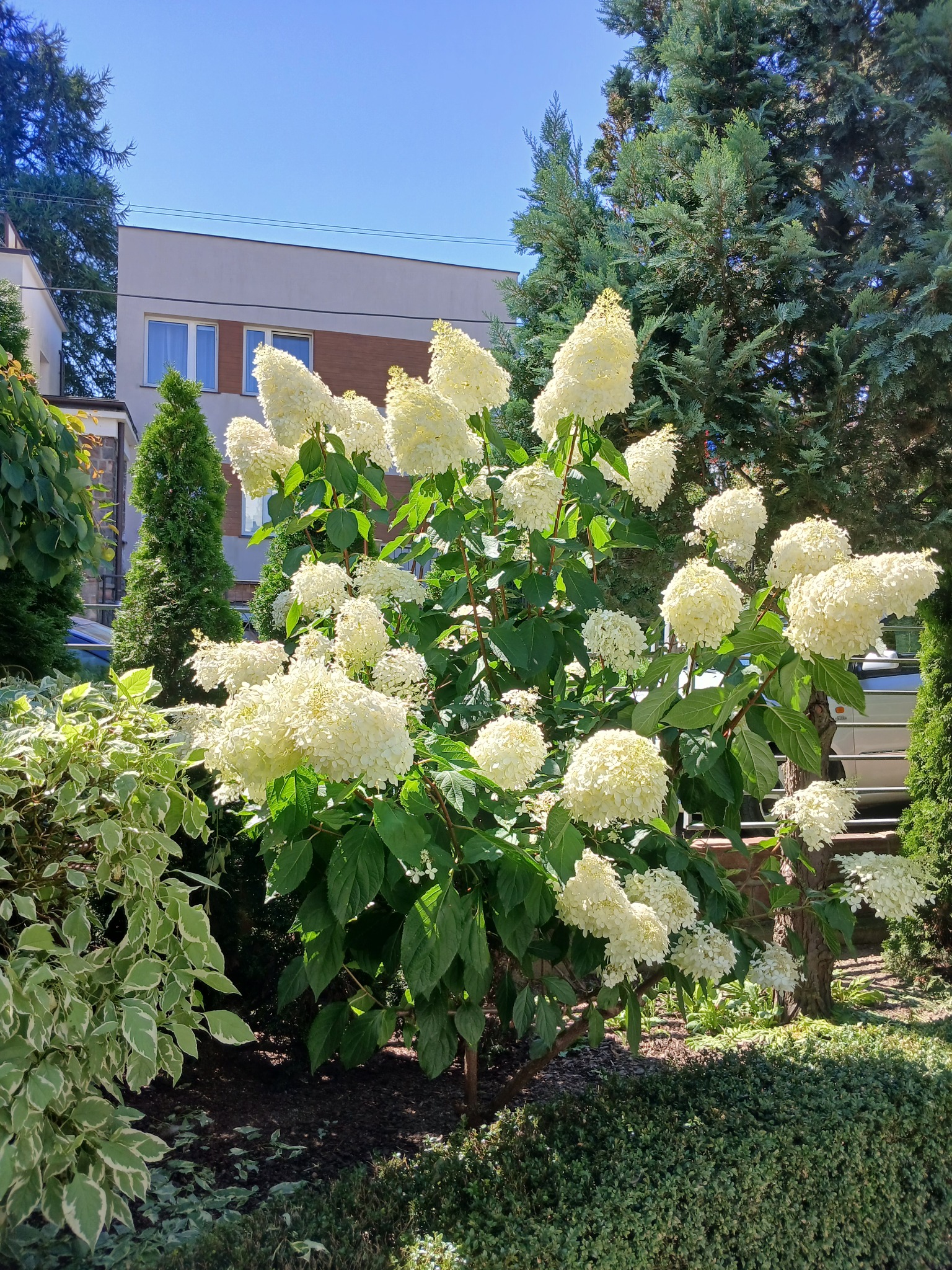 Kwitnący krzew hortensji 'Limelight' z kremowobiałymi kwiatostanami w zadbanym ogrodzie, na tle budynku i zielonych drzew iglastych w słoneczny dzień.