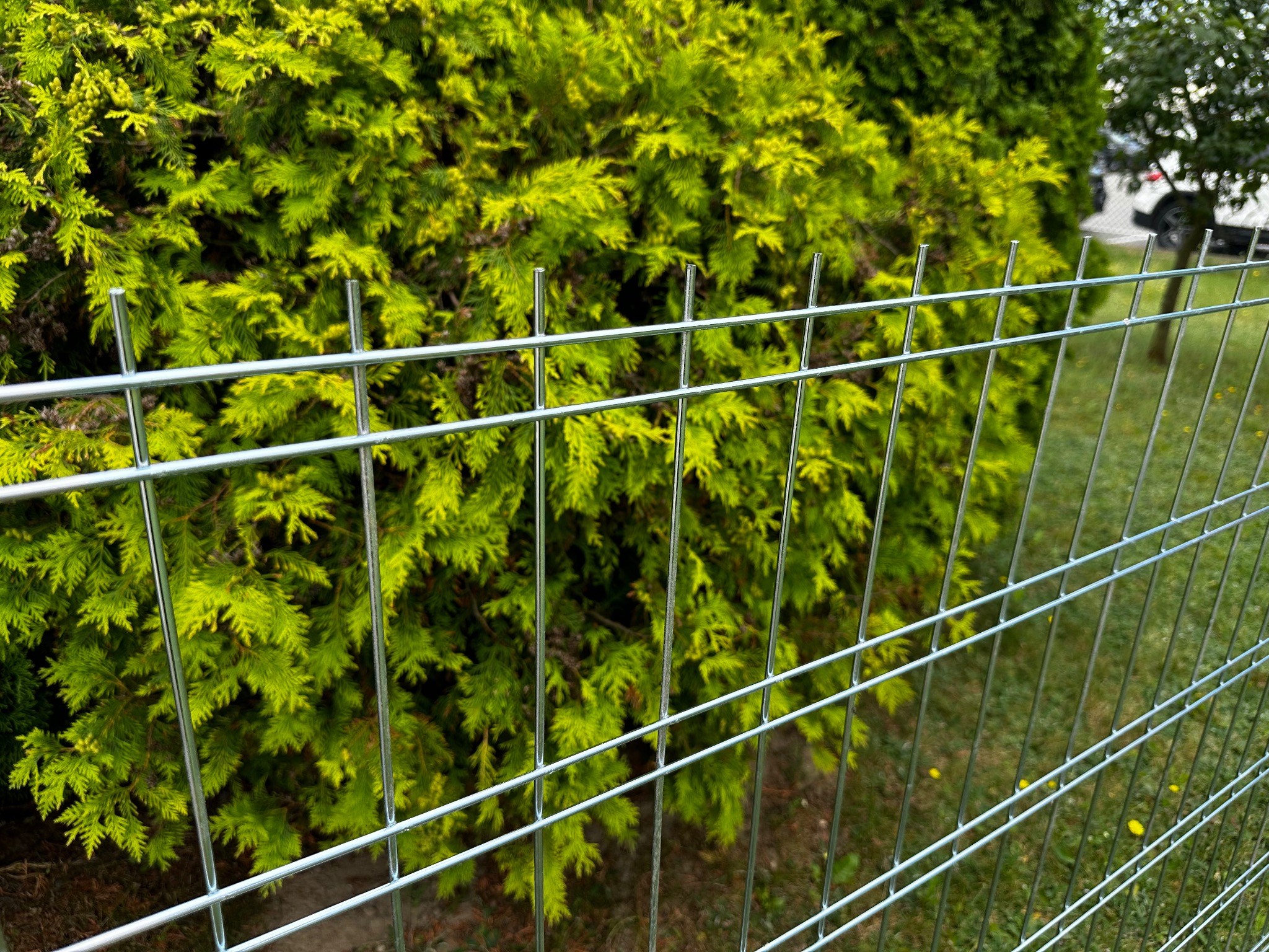 Metalowe ogrodzenie panelowe z widocznym tłem z zielonych tuj i trawnika z żółtymi kwiatami, ustawione w ogrodzie.