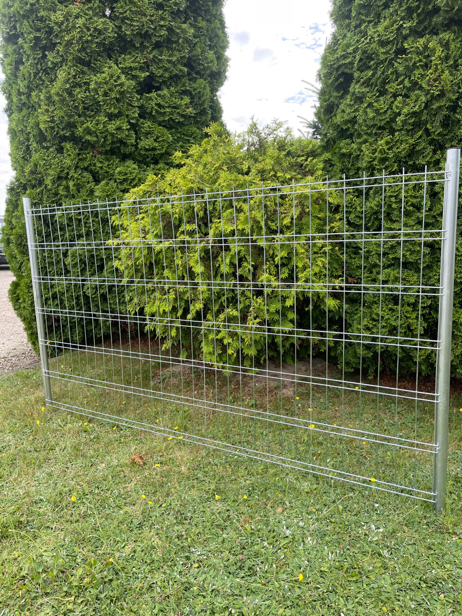Fragment ogrodzenia panelowego z ocynkowanej siatki z widocznymi słupkami montażowymi, ustawiony na trawie w Lesznie, na tle zielonych tuj.
