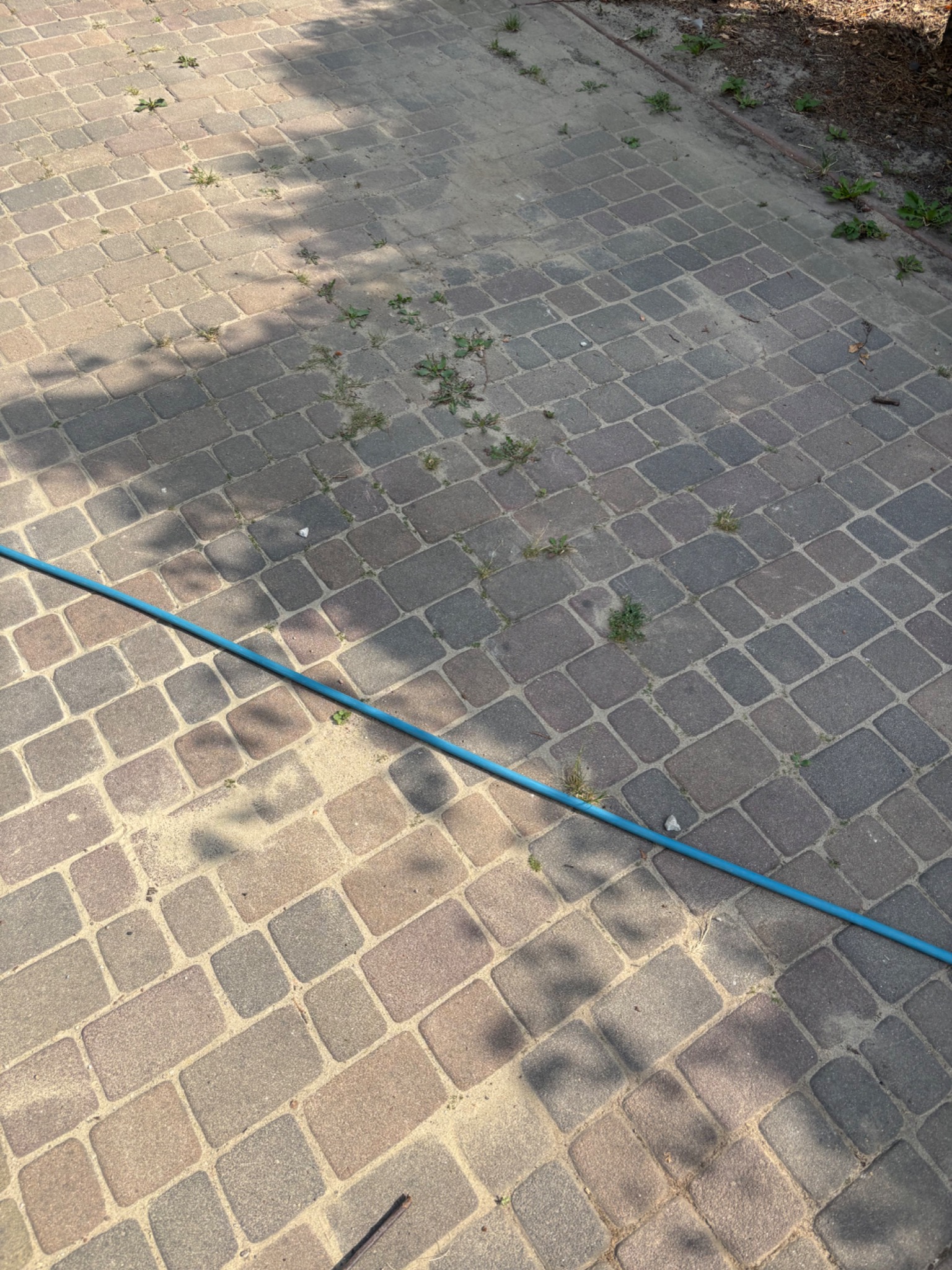 Zarośnięta kostka brukowa z niebieskim wężem ogrodowym. Widoczne chwasty między kostkami i cień drzewa. Przygotowanie do mycia.