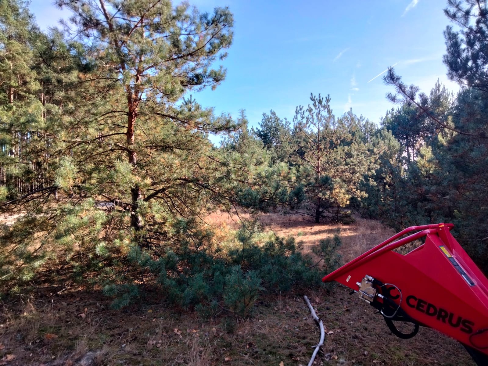 Fragment lasu sosnowego z widoczną czerwoną maszyną do rozdrabniania gałęzi Cedrus, leżąca gałąź na pierwszym planie.