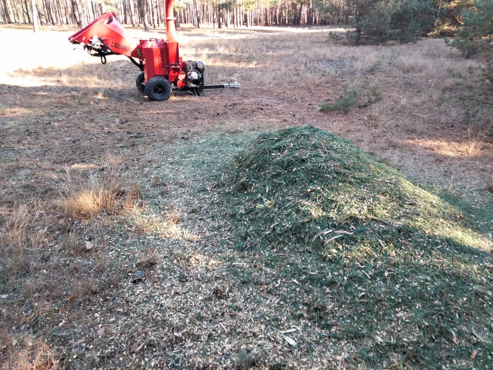 Czerwony rębakiem Cedrus stoi na skraju lasu obok sterty świeżych zrębków drzewnych.