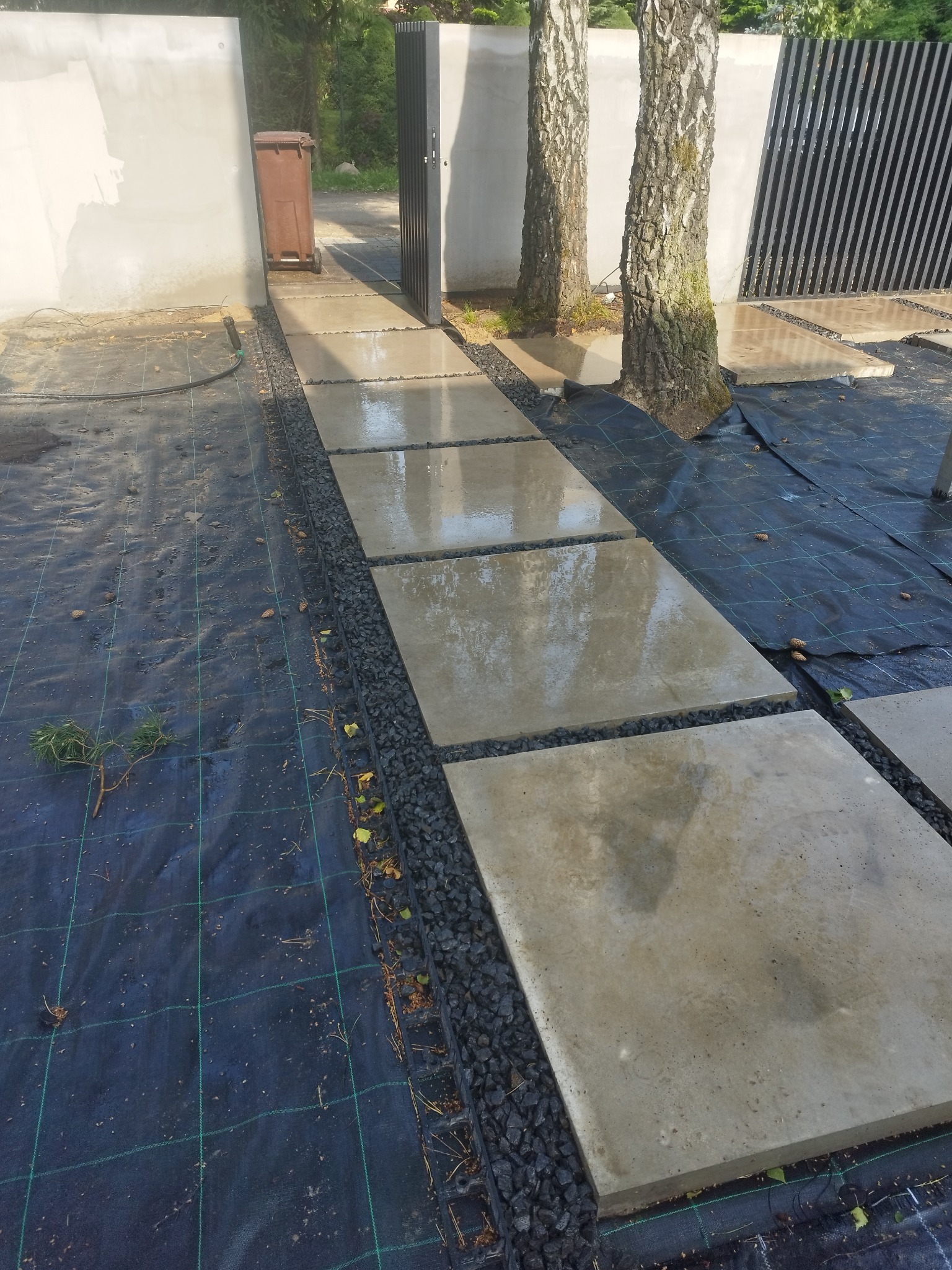 Ścieżka z betonowych płyt oddzielona drobnym grysem, prowadząca przez ogród z młodymi brzozami i czarną agrowłókniną. Minimalistyczny design.