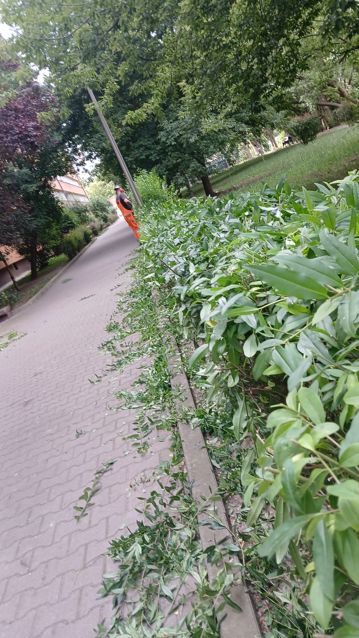 Przycięty żywopłot z porozrzucanymi gałązkami na chodniku, w tle pracownik w pomarańczowym kombinezonie przycinający krzewy w parku.