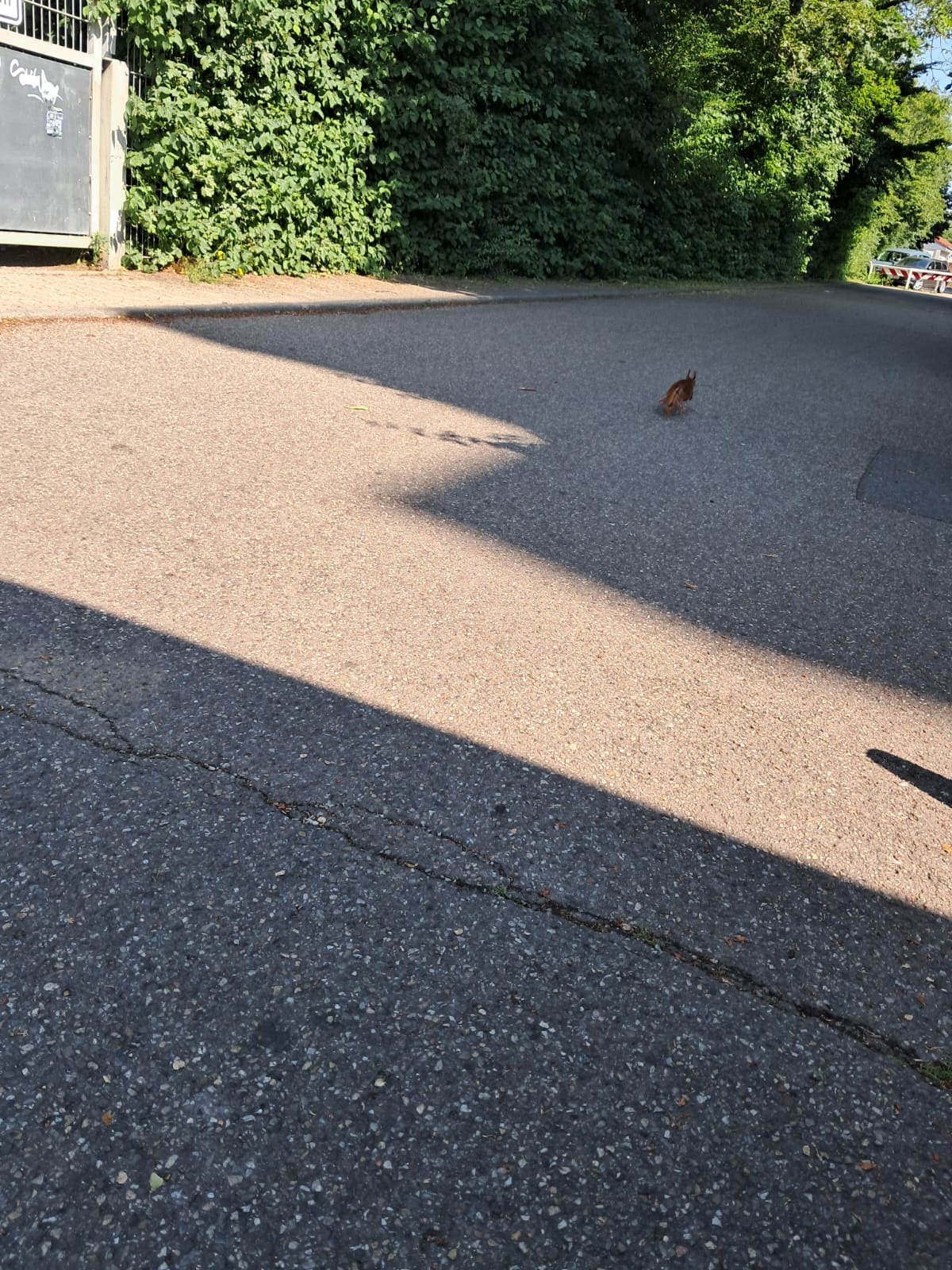 Wiewiórka przebiega przez asfaltową drogę w cieniu drzew, z zielonym żywopłotem w tle.