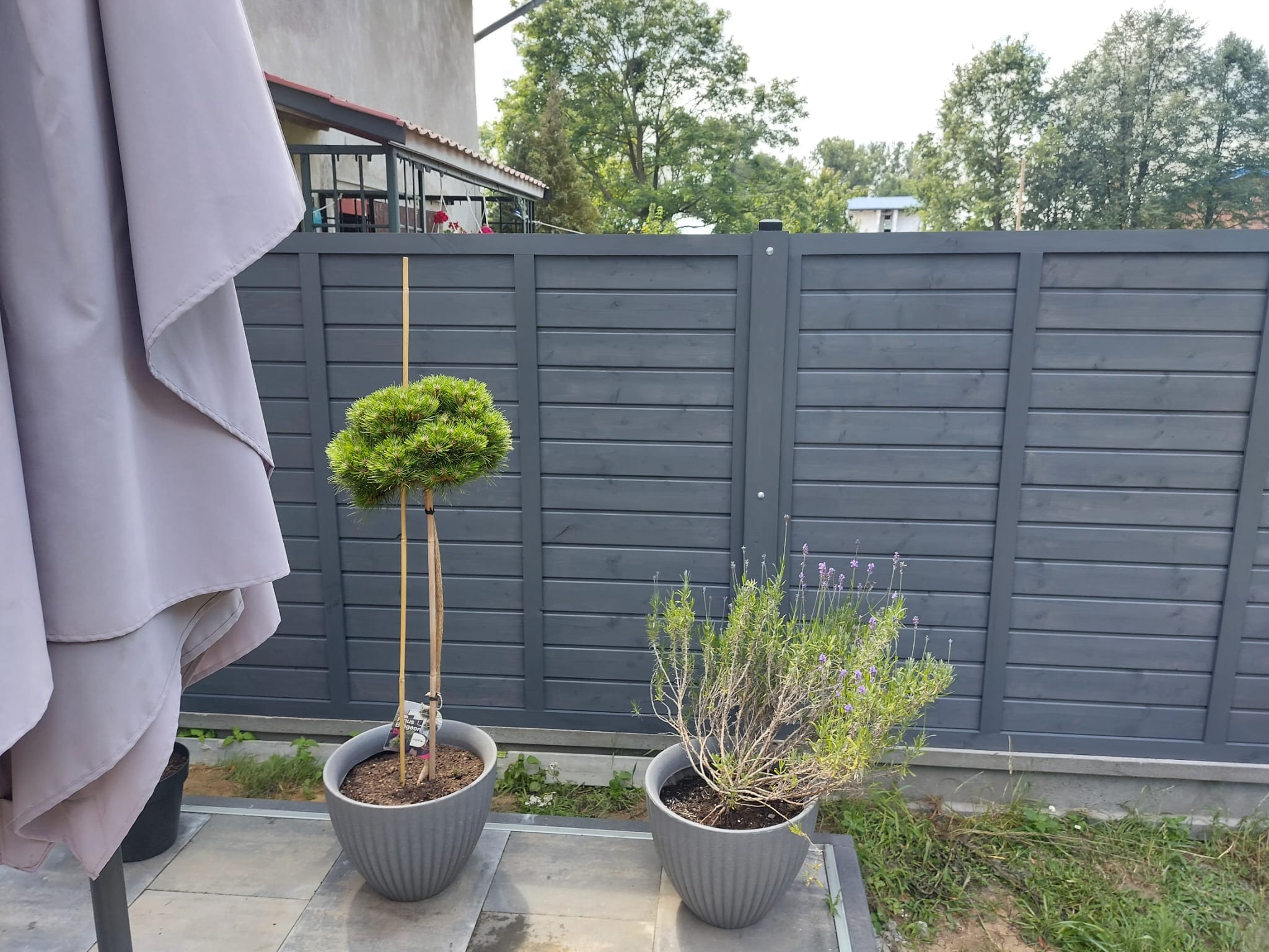 Formowana sosna na pniu w szarej donicy, obok donica z lawendą, na tle szarego, drewnianego ogrodzenia.