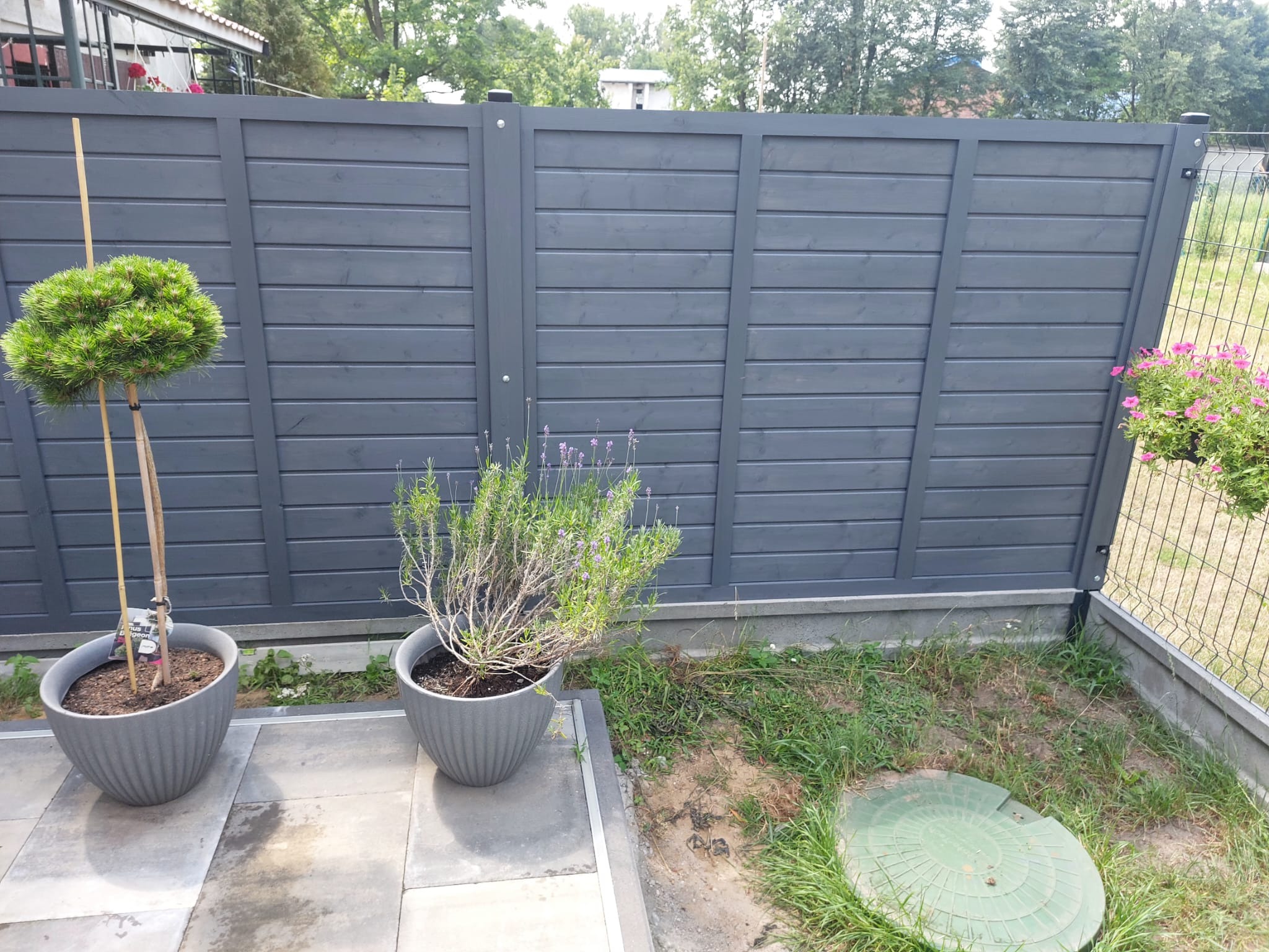 Szary, drewniany płot panelowy z dwoma ozdobnymi roślinami w szarych donicach, lawenda i mała sosna, na tle trawnika z zieloną pokrywą studzienki.