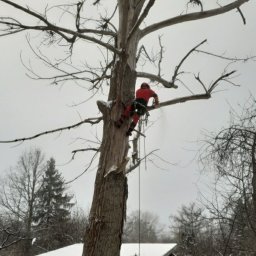 Kr&oacute;lDrzew - Ekipa Sprzątająca Ł&oacute;dź