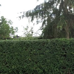 Wycinka drzew Łódź 2