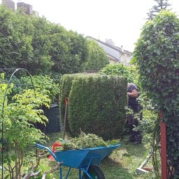 Wycinka drzew Łódź 1