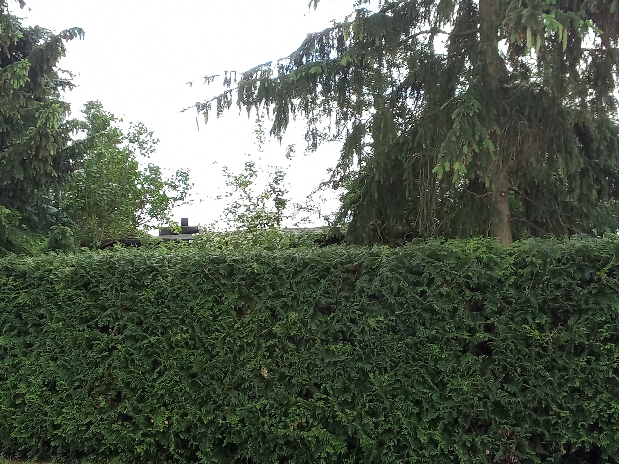 Gęsty, równo przycięty żywopłot z tui szmaragdowej, z fragmentami drzew iglastych widocznymi ponad nim.