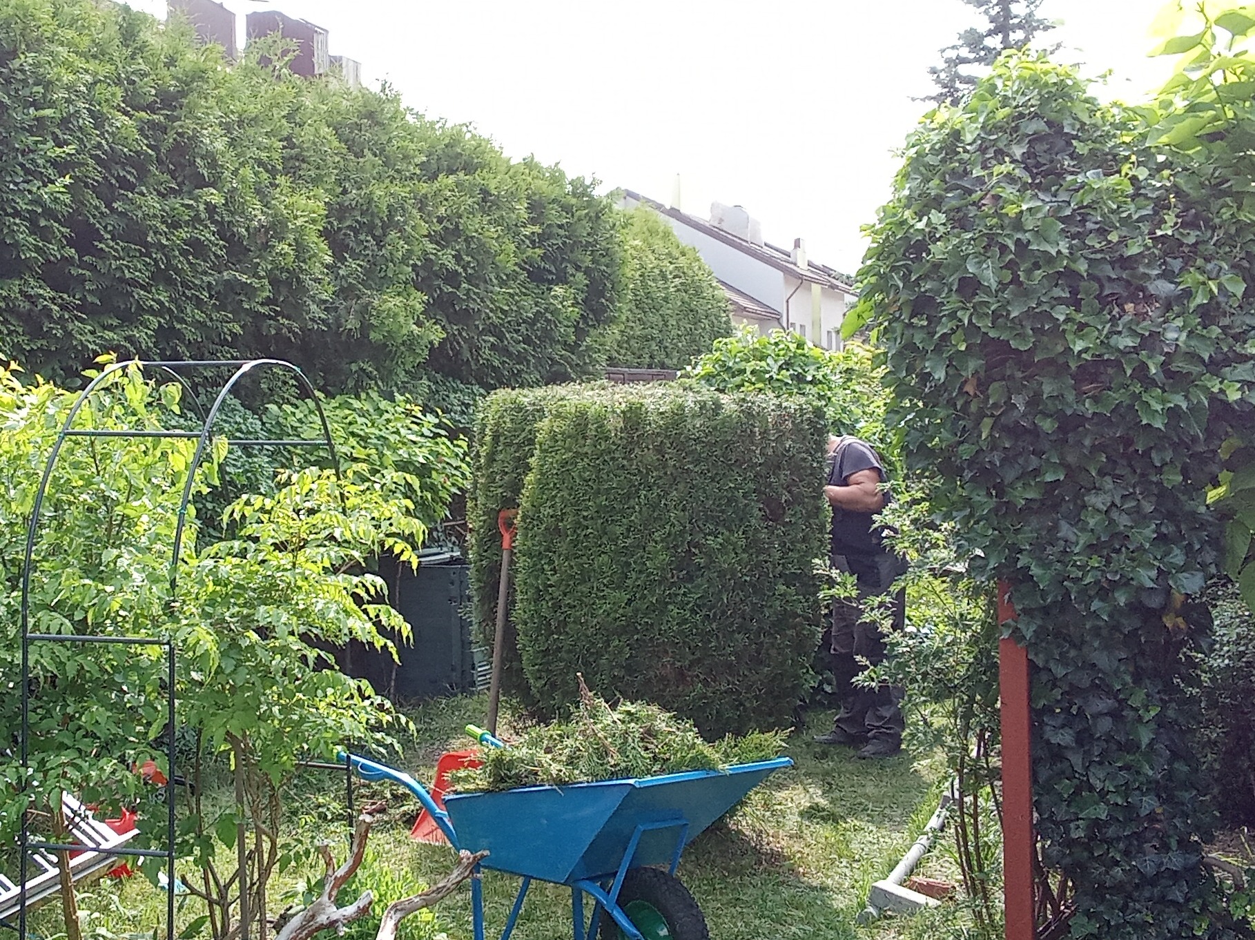 Formowanie żywopłotu z tui: Mężczyzna przycina krzewy, niebieska taczka wypełniona obciętymi gałązkami, grabie oparta o krzew, w tle rząd wysokich tui.