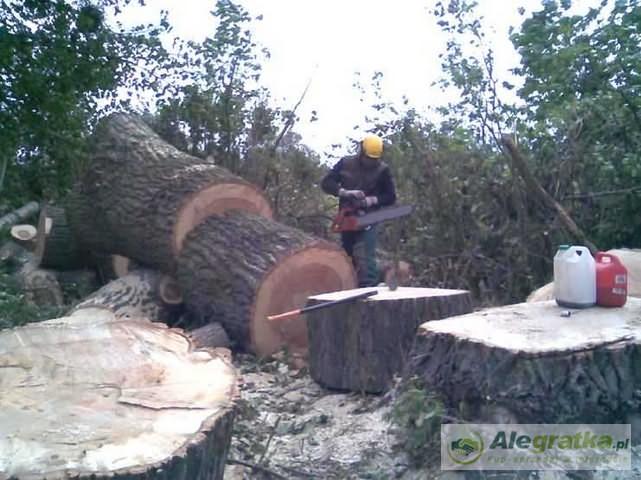 Mężczyzna w kasku tnie drzewo piłą motorową na pniu, obok leżą odcięte kawałki pnia i kanistry z paliwem.