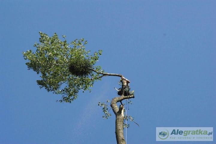 Arborysta w uprzęży, wysoko na drzewie, przycina gałęzie z dużą kulą jemioły, na tle błękitnego nieba.