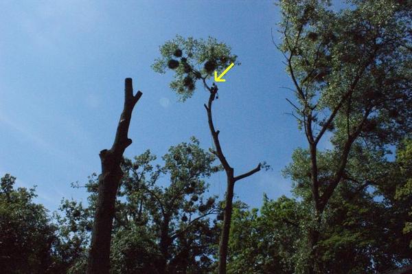 Arborysta w koronie drzewa podczas wycinki gałęzi, widoczne kule jemioły, drzewo częściowo ogołocone z gałęzi.