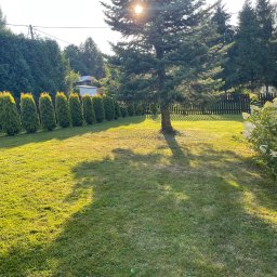 Wycinka drzew Wadowice 1