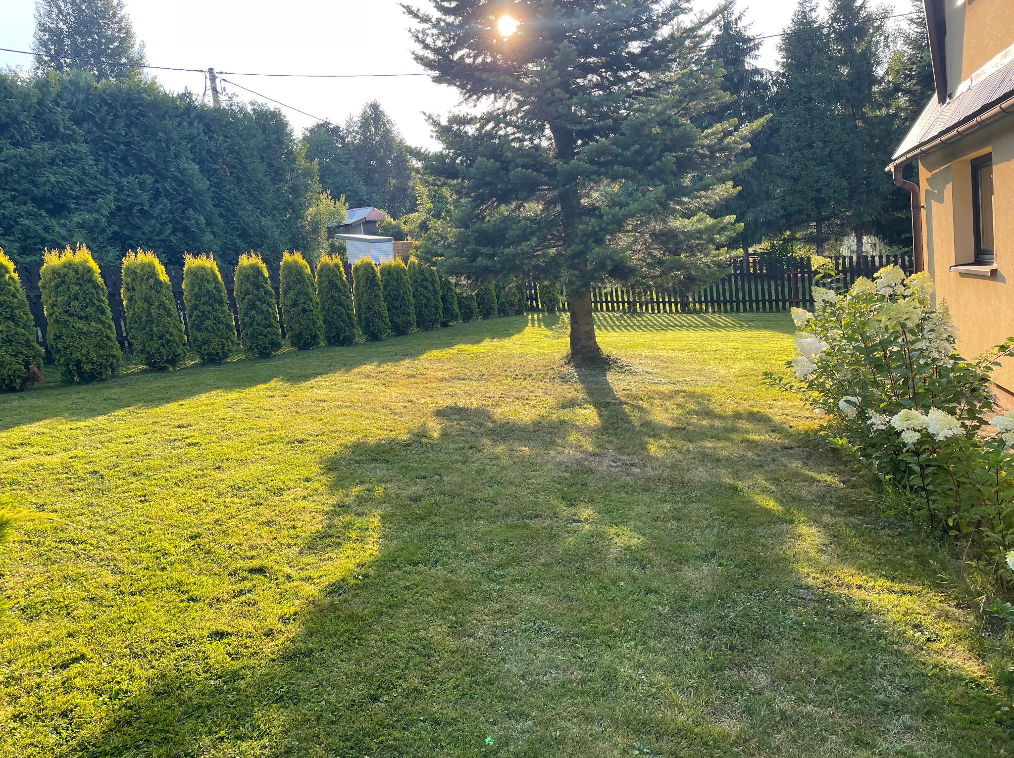 Zadbany trawnik w przydomowym ogrodzie z rzędem tuj i wysokim drzewem iglastym, cień drzewa na trawie, kwitnące hortensje przy ścianie budynku, poranne słońce.