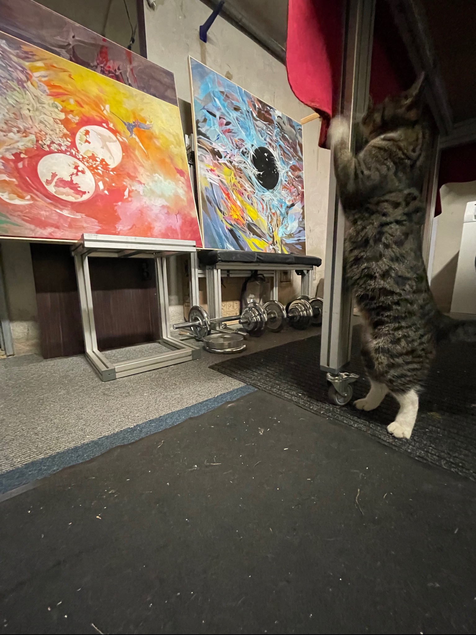 Kot wspina się po metalowej konstrukcji w Bytomiu, obok wiszą obrazy i leżą sztangi.