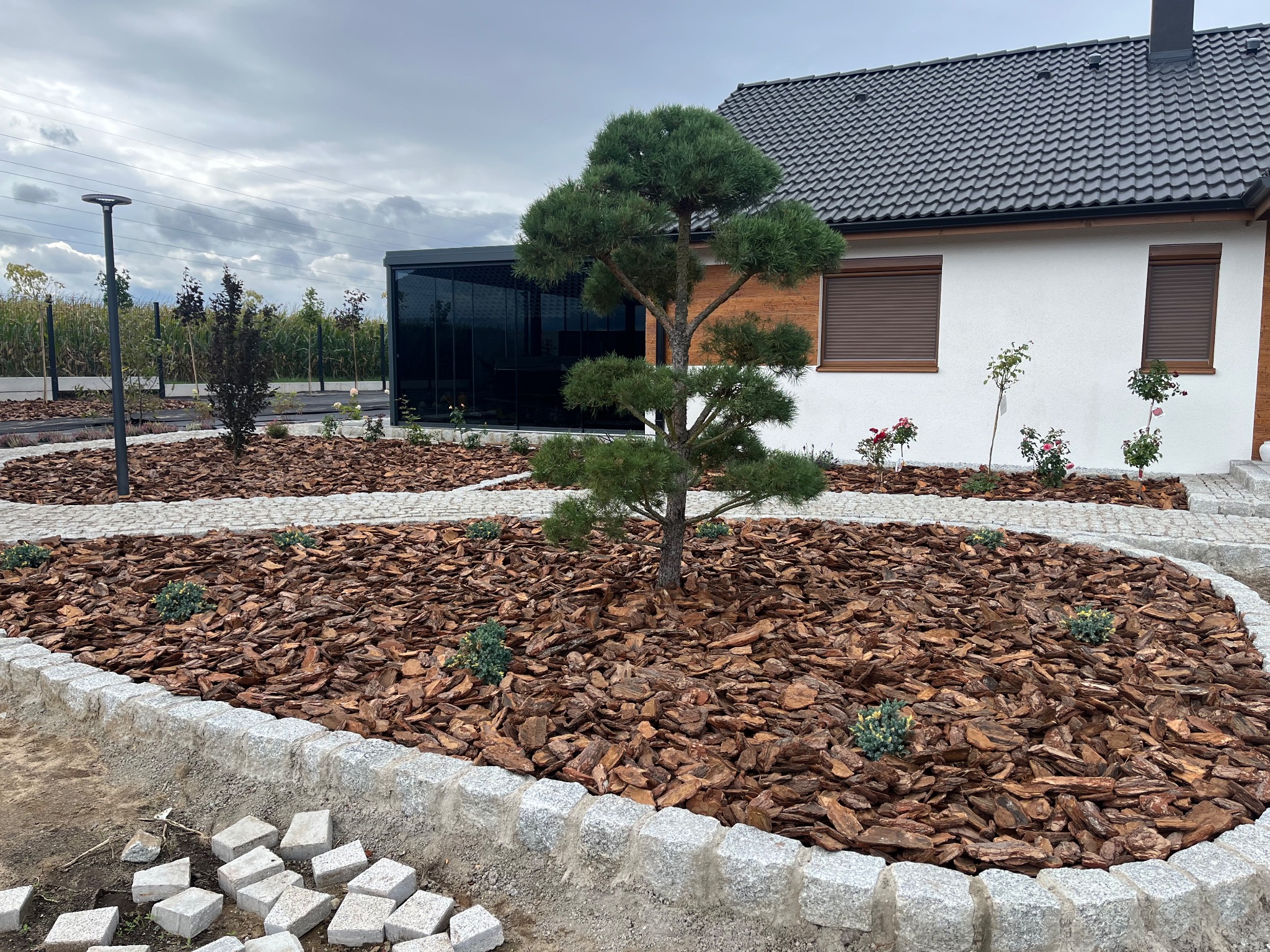 Ogród z ozdobnym drzewem bonsai, wyściółkowany korą i obrzeżem z kamienia. W tle dom z ciemną stolarką okienną i jasną elewacją.