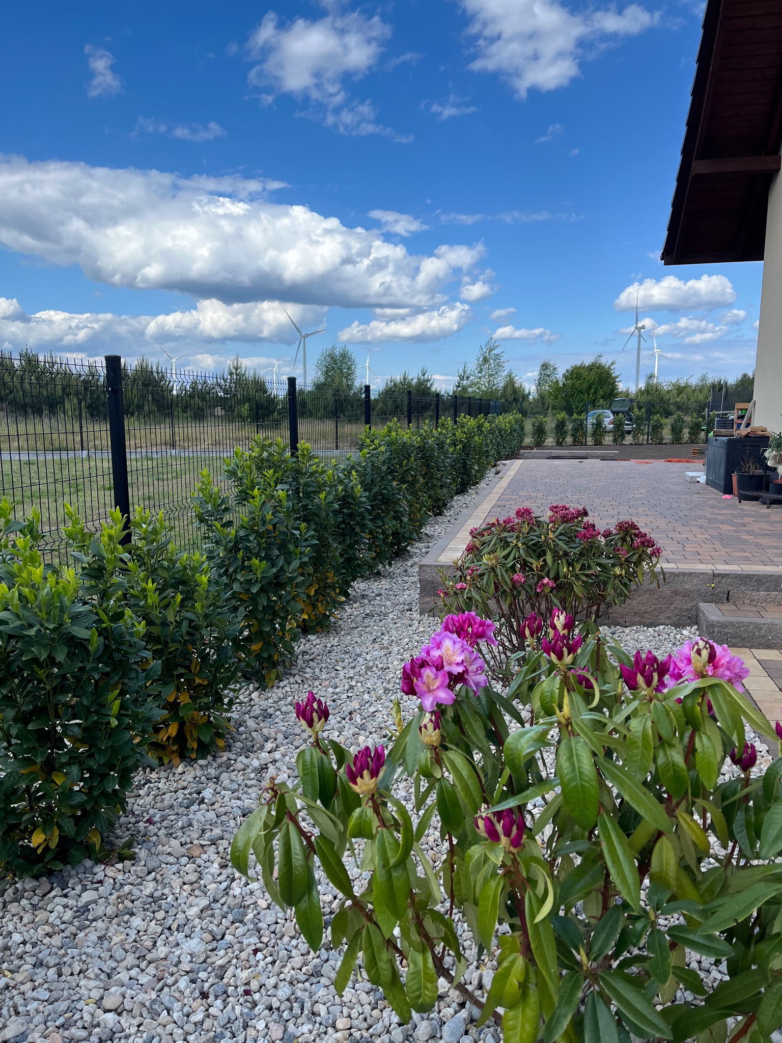 Kwitnący różanecznik na tle zadbanego ogrodu z kamienną ścieżką i równo przyciętym żywopłotem. W tle widoczne turbiny wiatrowe.