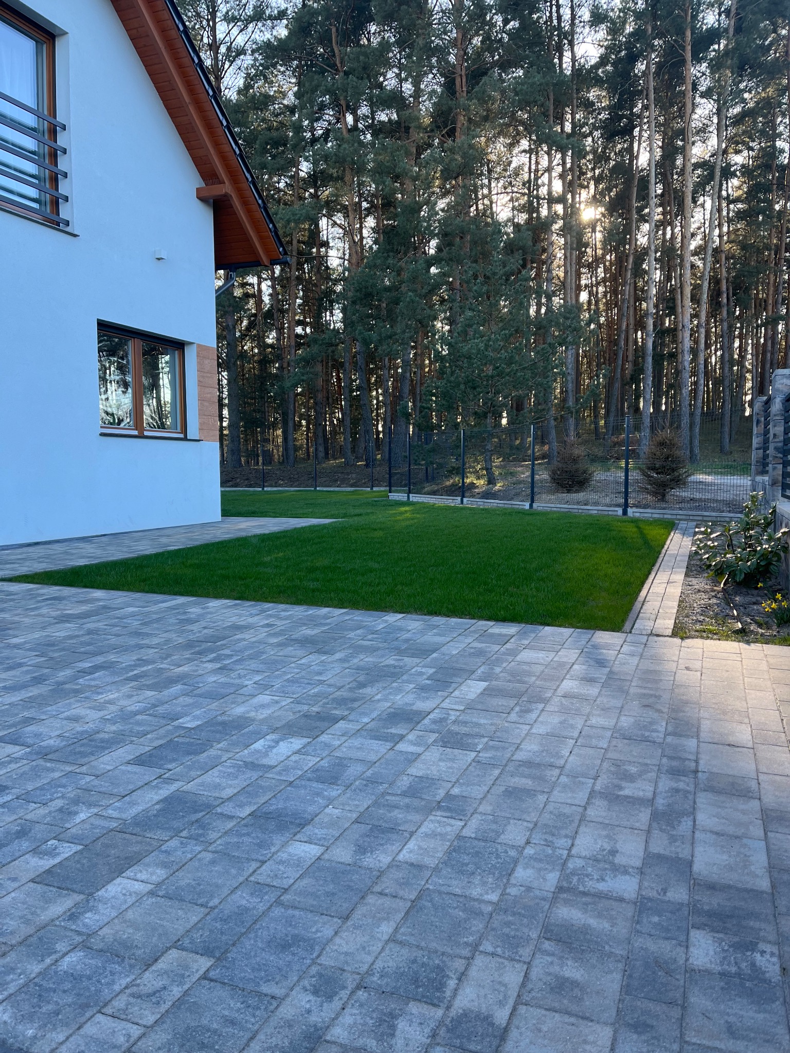 Nowoczesny ogród z równo przystrzyżonym trawnikiem, szarą kostką brukową i ogrodzeniem z siatki na tle wysokich sosen w słoneczny dzień. Minimalistyczny design.