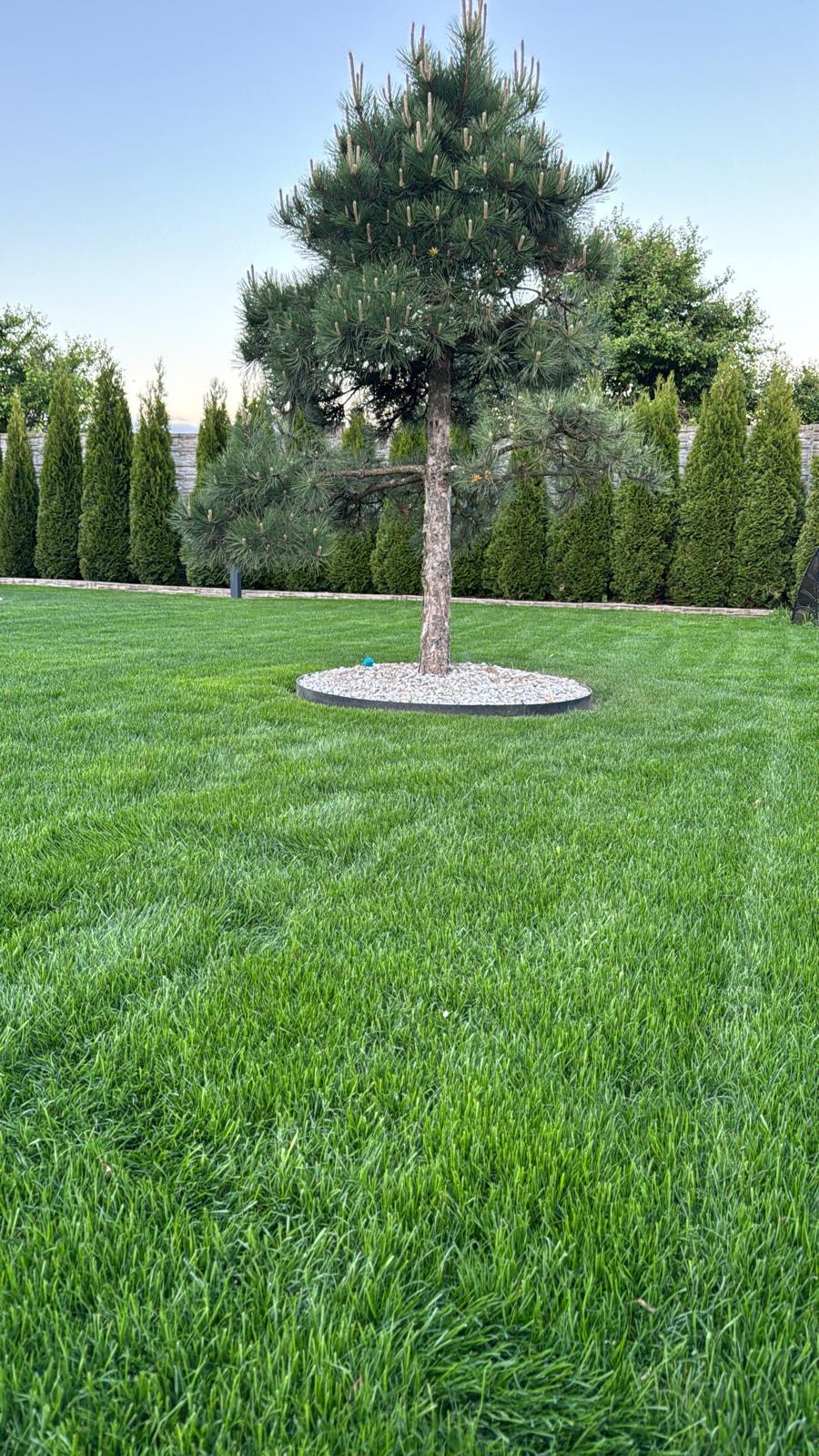 Zadbany trawnik z centralnie umieszczonym drzewem otoczonym kamieniami, w tle rząd tuj i fragment muru. Całość w spokojnej, naturalnej kolorystyce.